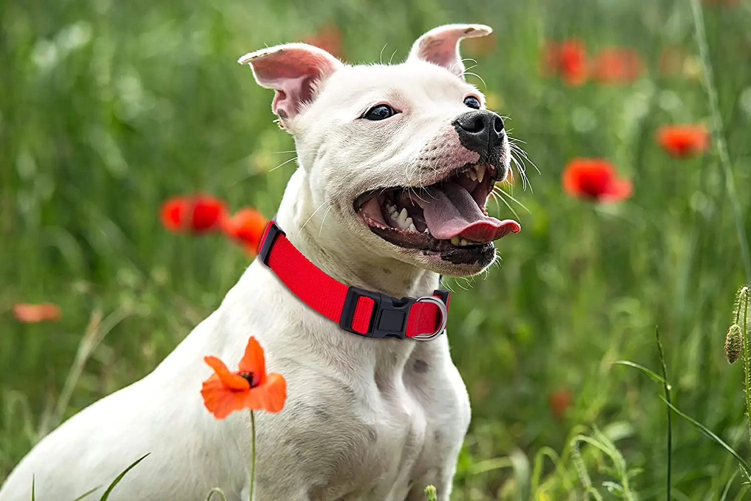 Collier pour chien en nylon de base durable