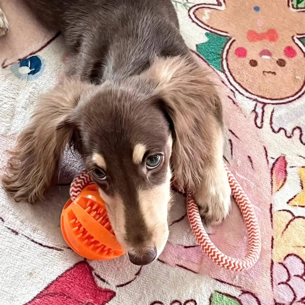 Balle jouet interactive pour chien — Corde coton & distributeur de friandises