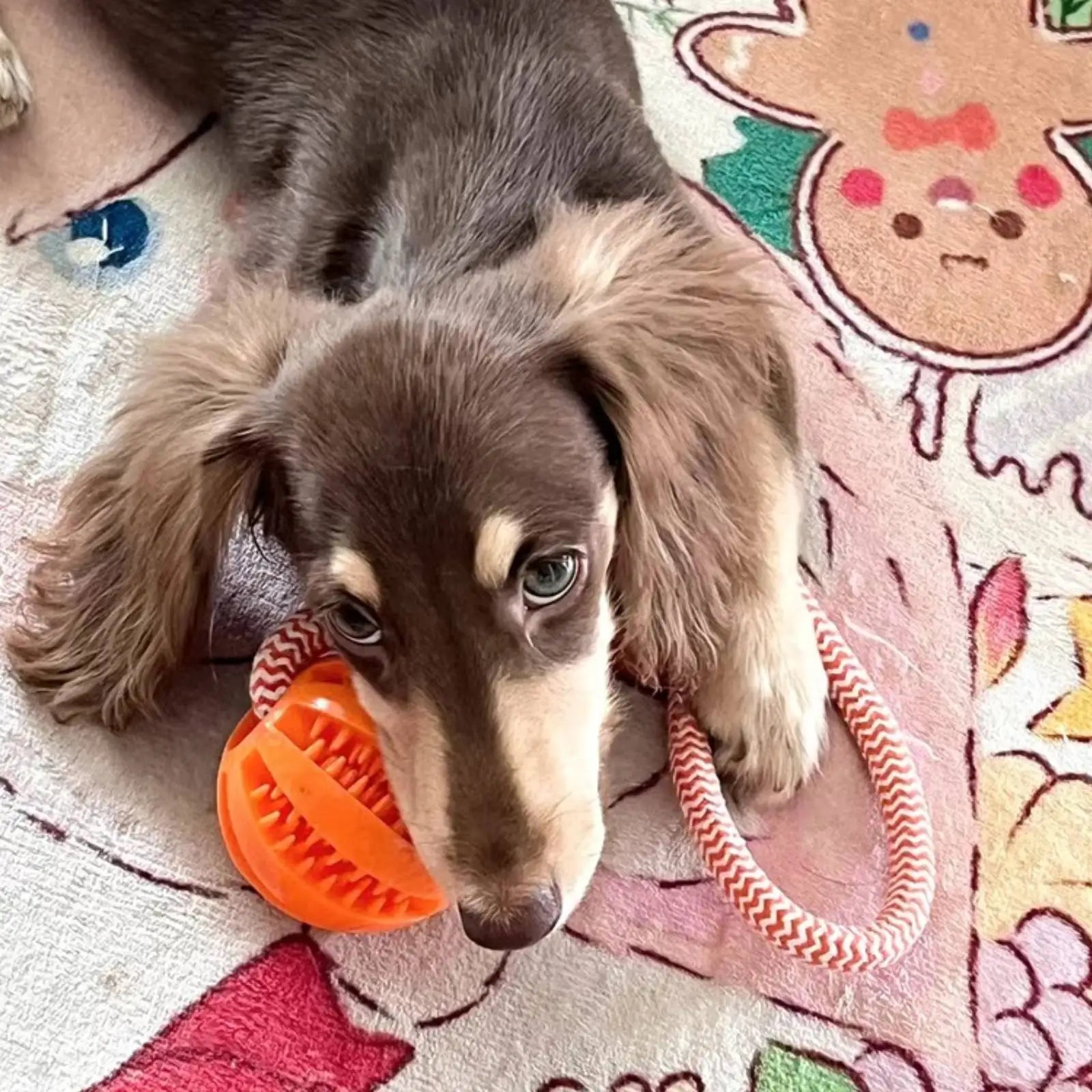 Balle jouet interactive pour chien — Corde coton & distributeur de friandises