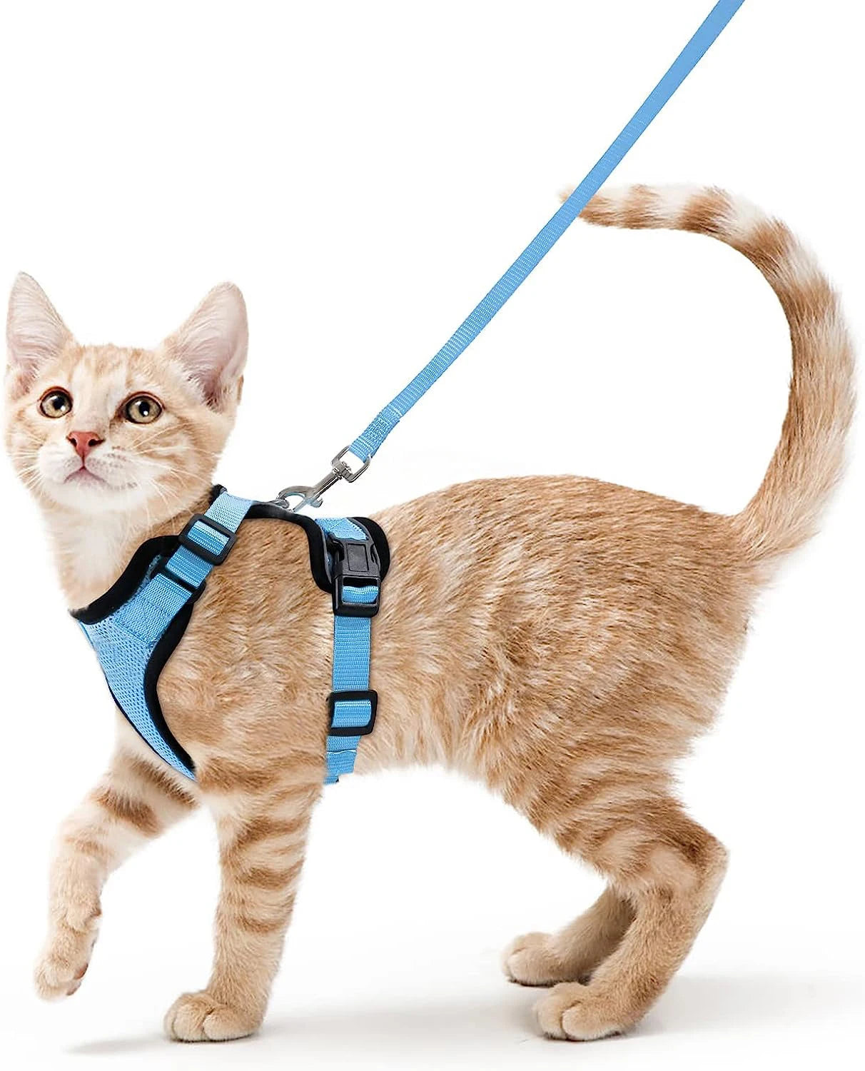 Harnais et laisse pour chat