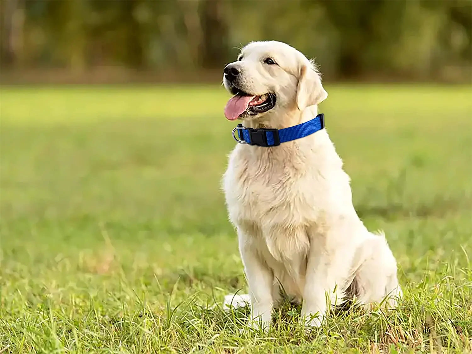 Collier pour chien en nylon de base durable
