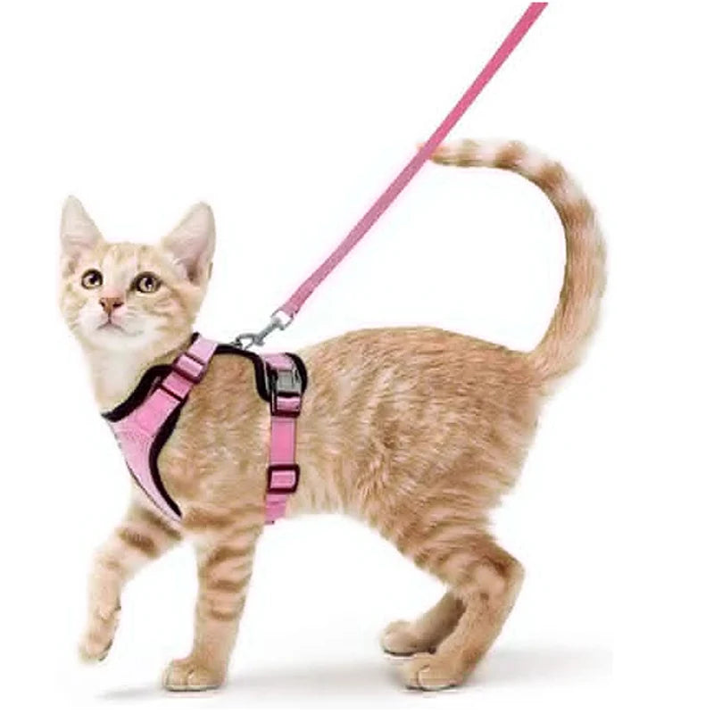 Harnais et laisse pour chat