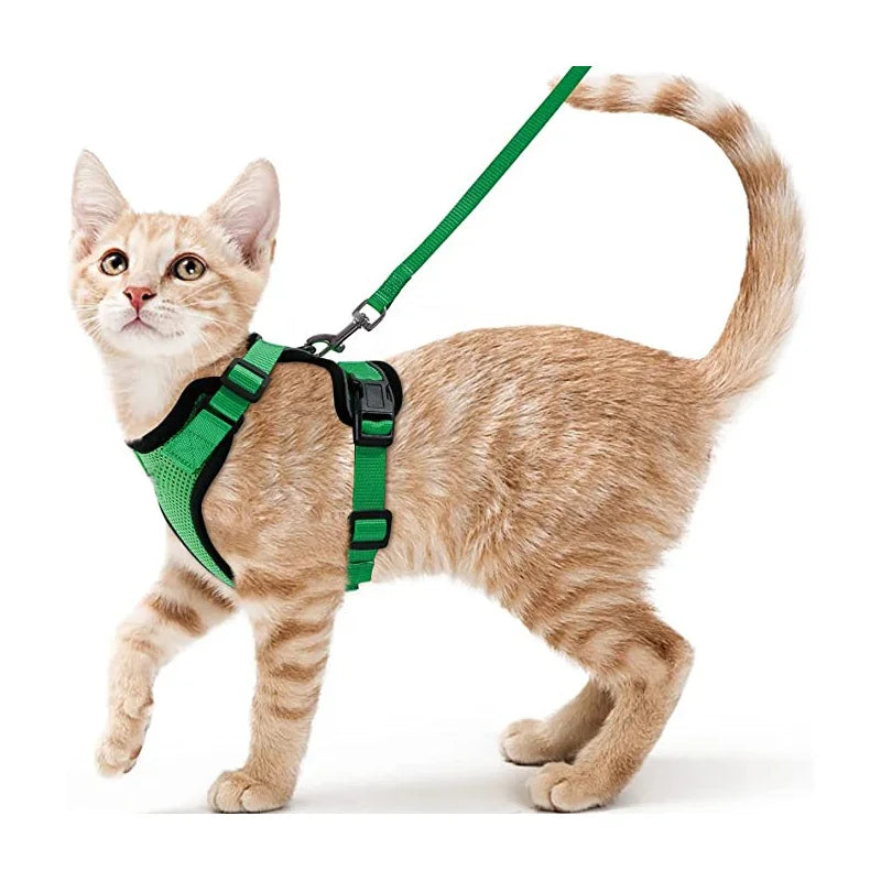 Harnais et laisse pour chat