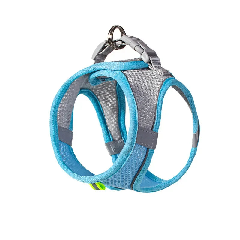 Collier pour petits chiens,