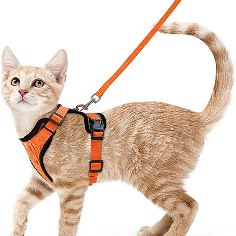 Harnais et laisse pour chat