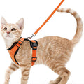 Harnais et laisse pour chat