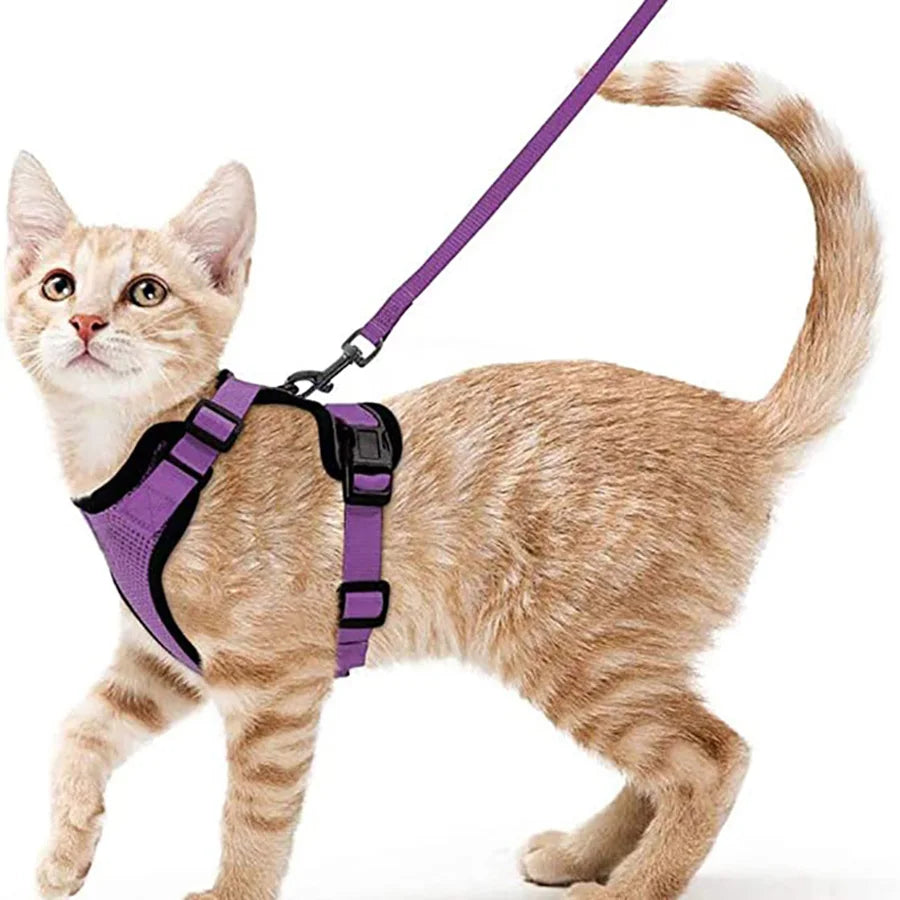 Harnais et laisse pour chat
