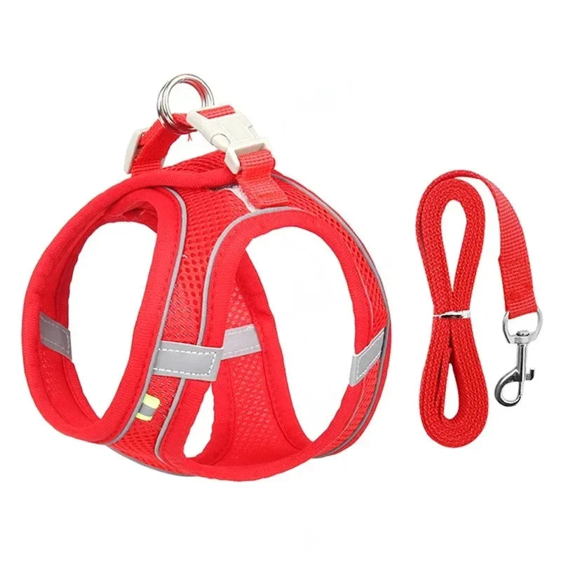 Collier pour petits chiens,