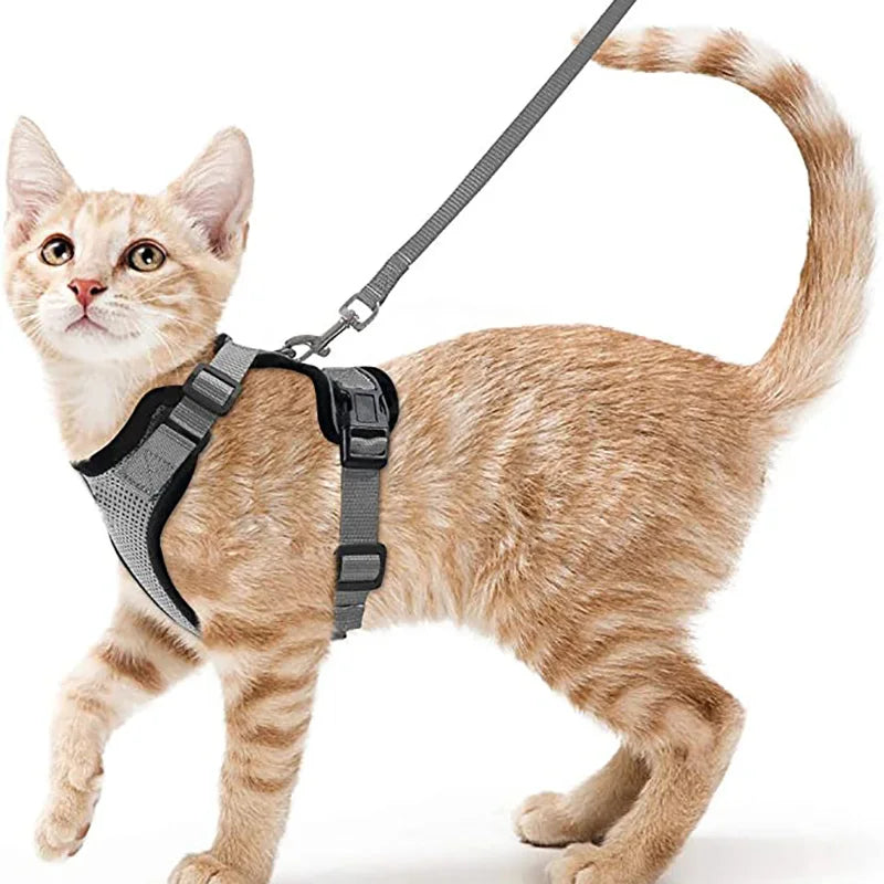 Harnais et laisse pour chat