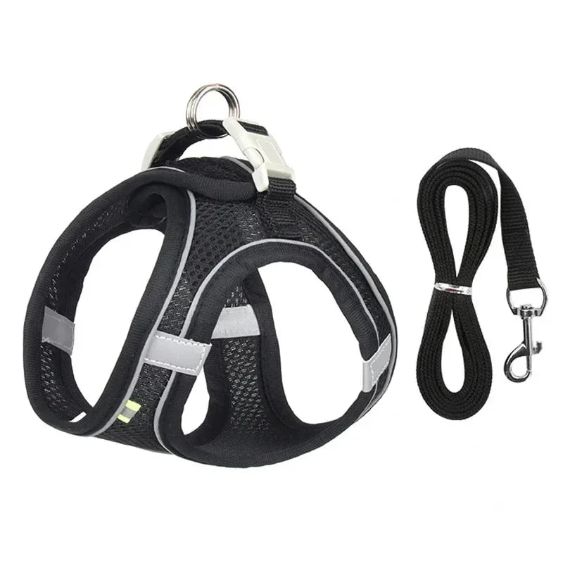 Collier pour petits chiens,