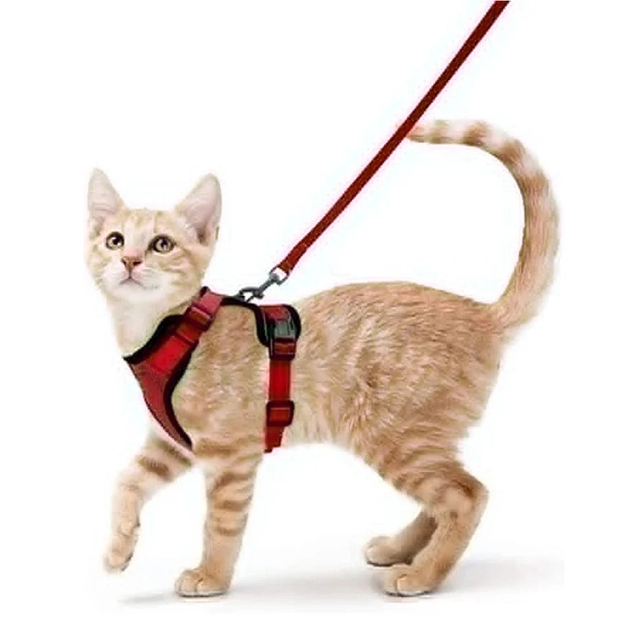 Harnais et laisse pour chat