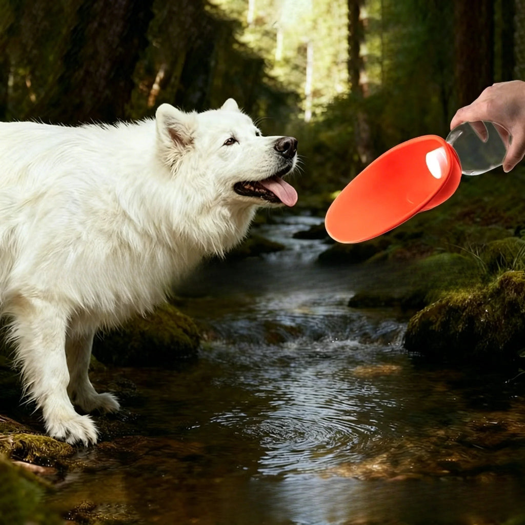 Bouteille d'eau pour chien