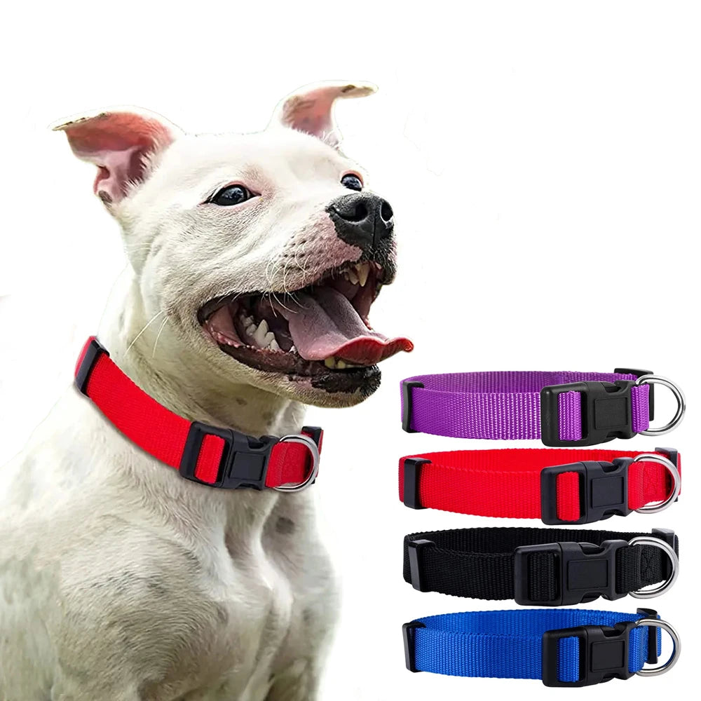 Collier pour chien en nylon de base durable 