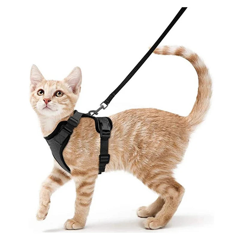 Harnais et laisse pour chat