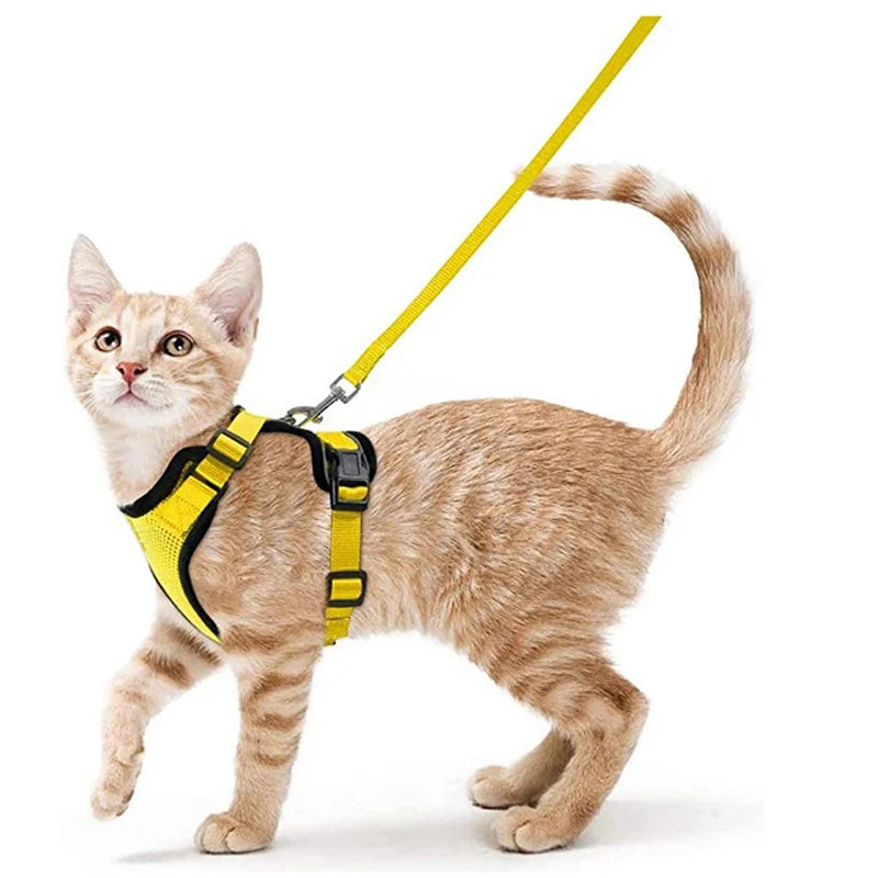 Harnais et laisse pour chat